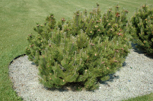 Pinus mugo 'var. pumilio' (Dwarf Mugo Pine)