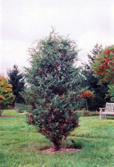 Juniperus chinensis (Chinese Juniper)