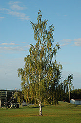 Betula pendula 'Dalecarlica' (Cutleaf Weeping Birch)