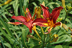 Hemerocallis 'Crimson Pirate'