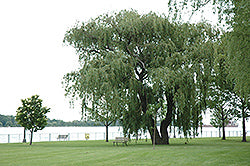 Salix alba 'Niobe' (Niobe Golden Weeping Willow)