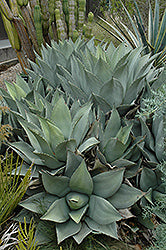 Agave parryi (Parry's Agave)