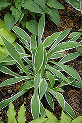 Hosta 'Ginko Craig'