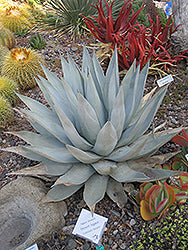 Agave deserti (Desert Agave)