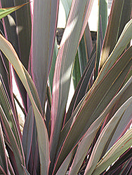 Phormium 'Pink Stripe' (Pink Stripe New Zealand Flax)