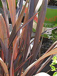 Phormium cookianum 'FIT01' / 'Black Adder' (New Zealand Flax)