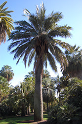 Jubaea chilensis (Chilean Wine Palm)