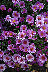 Aster novae-angliae 'Purple Dome'