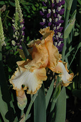 Iris germanica 'Cajun Rhythm'