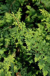 Chamaecyparis obtusa 'Filicoides' (Fernspray Hinoki Falsecypress)