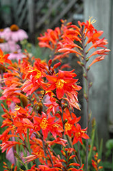 Crocosmia 'Prince of Orange'