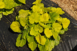 Heuchera 'Northern Exposure Sienna' (TNHEUNESI)