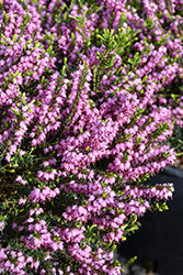 Erica x darleyensis 'Mediterranean Pink'