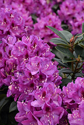 Rhododendron 'Colonel Coen'