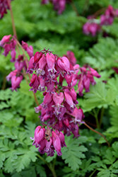 Dicentra 'Luxuriant'