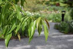 Quercus myrsinifolia (Chinese Evergreen Oak)