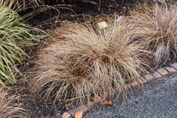 Carex comans 'Bronze' (Hair Sedge Grass)