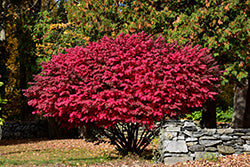 Euonymus alatus (Winged Burning Bush)