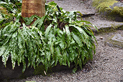 Asplenium scolopendrium (Hart's Tongue Fern)