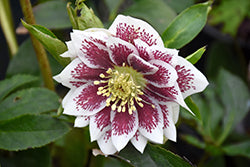 Helleborus 'Painted Doubles'