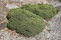 Picea mariana 'Nana' (Dwarf Black Spruce)