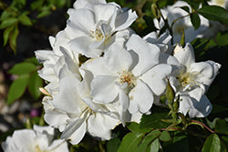 Rosa 'Morden Snowbeauty'