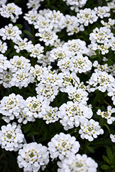 Iberis sempervirens 'Purity'