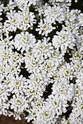 Iberis sempervirens 'Snowsation'