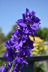 Delphinium 'Magic Fountains Dark Blue Dark Bee'