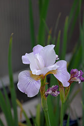 Iris sibirica 'Dance Ballerina Dance'