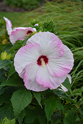 Hibiscus 'Ballet Slippers'