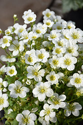 Saxifraga x arendsii 'Touran Large White' (Touran Large White Saxifrage)