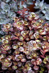 Sedum spurium 'Voodoo' (Voodoo Stonecrop)