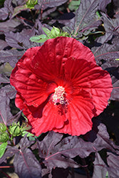 Hibiscus 'Midnight Marvel'