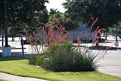 Hesperaloe parviflora (Red Yucca)