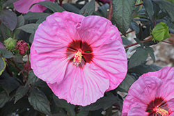 Hibiscus 'Berry Awesome'