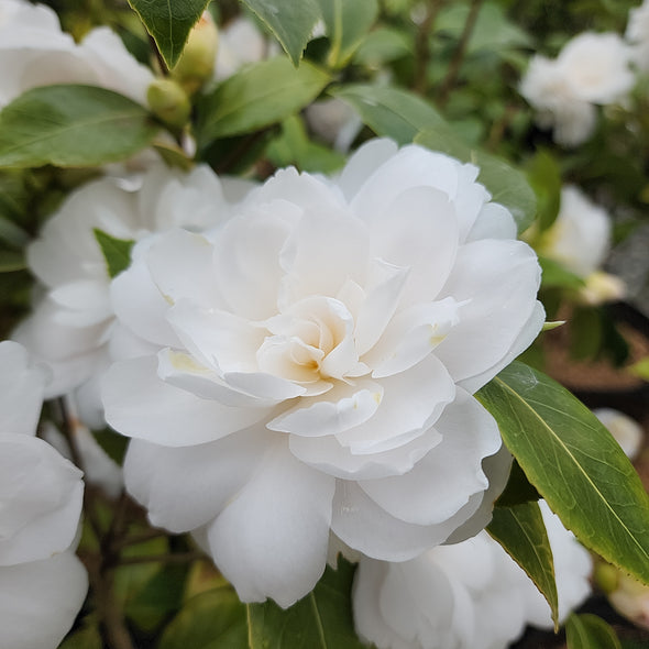 Camellia japonica 'Twilight'