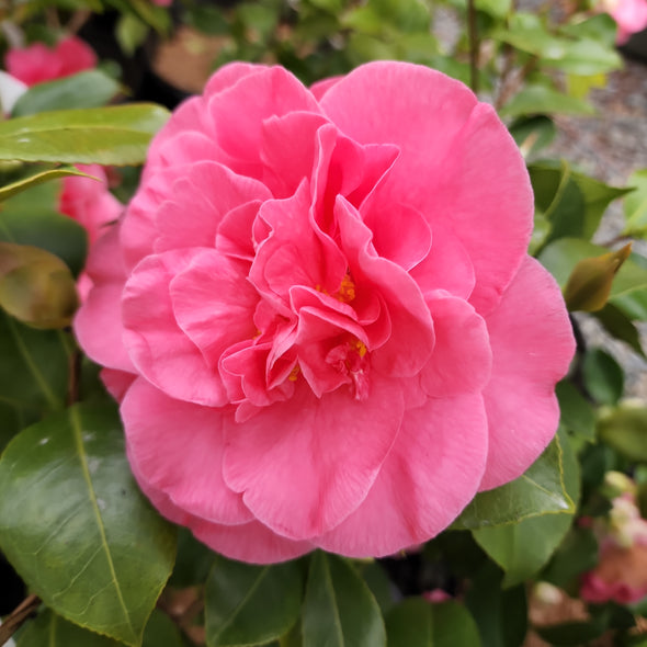 Camellia japonica 'Spellbound'