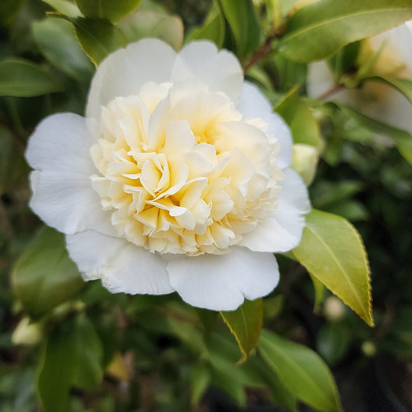 Camellia japonica 'Jury's Yellow'