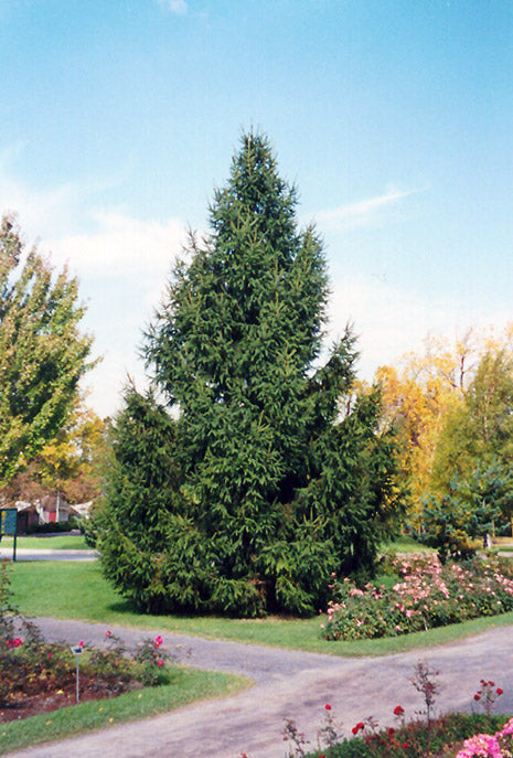 Picea abies (Norway Spruce)