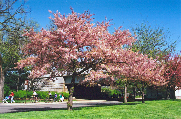 Prunus x yedoensis 'Akebono' (Akebono Yoshino Cherry)