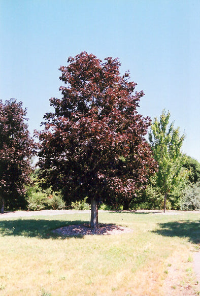 Acer platanoides 'Royal Red' (Norway Maple)