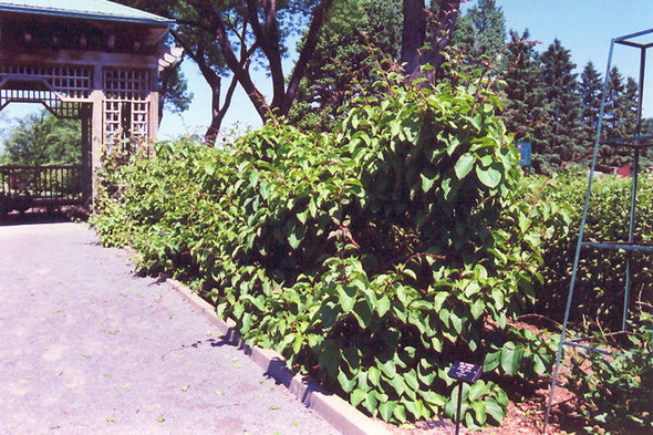 Actinidia arguta 'Issai' (Hardy Kiwi)