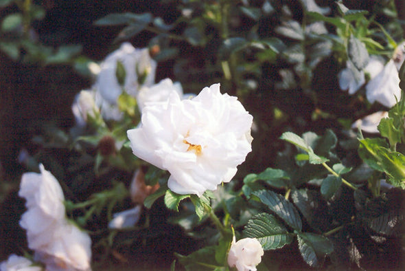 Rosa 'Blanc Double de Coubert'