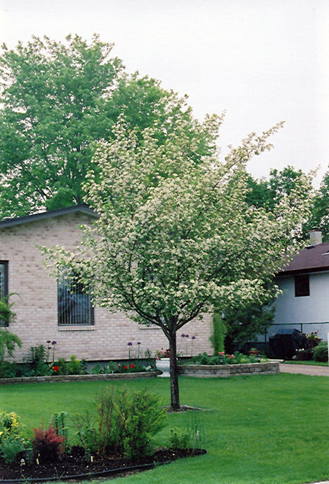 Crataegus mordenensis 'Snowbird'