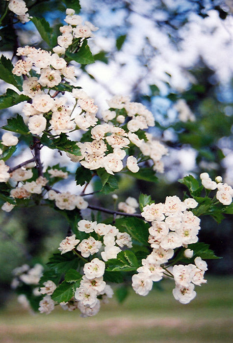 Crataegus mordenensis 'Snowbird'