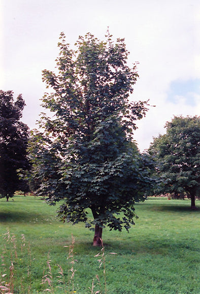 Acer pseudoplatanus (Sycamore Maple)