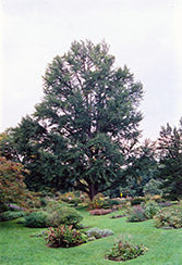 Ginkgo biloba (Ginkgo)