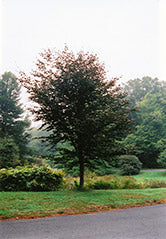 Fagus sylvatica 'Riversii' (Rivers Purple Beech)