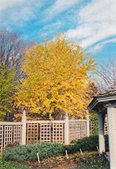 Ginkgo biloba Fastigiata (Columnar Ginkgo)